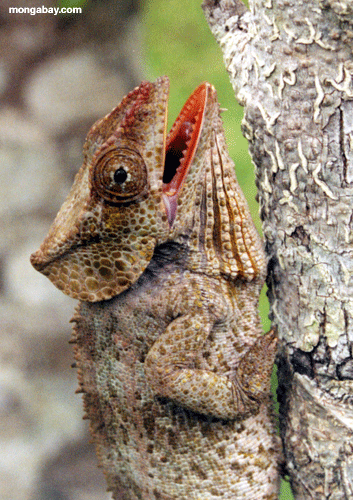 Chameleon; Madagascar