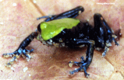 Mantella Frog; Madagascar
