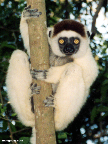 Sifaka; Madagascar