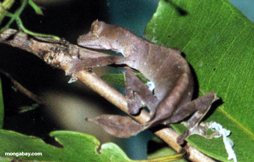 Uroplatus Gecko; Madagascar