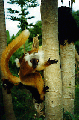 黒lemursキツネザル科、マダガスカル