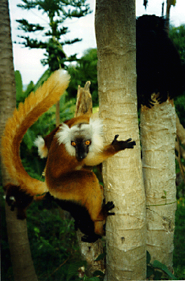 Black Lemurs; Madagascar