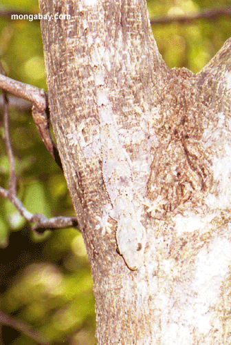 Gecko; Madagascar