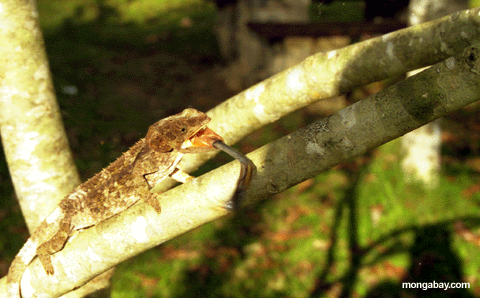 Chameleon; Madagascar