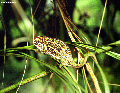 Chameleon, Мадагаскар