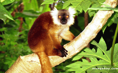 Female Black Lemur; Madagascar