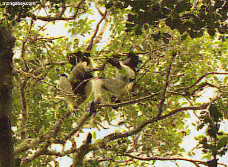 Indri Lemur; Madagascar