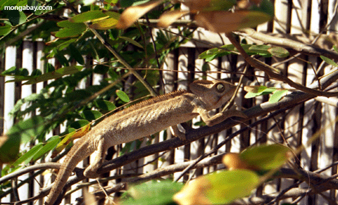 Ousalett's Chameleion; Madagascar