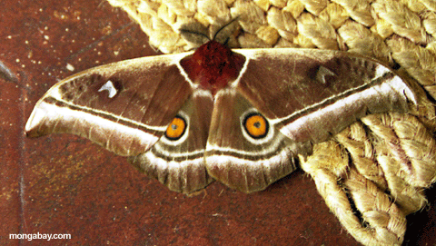 Moth; Madagascar