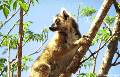 Ringtail Lemur, Madagaskar