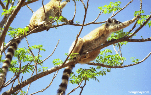 Ringtail Lemurs; Madagascar