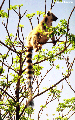 リングテールキツネザル、マダガスカル