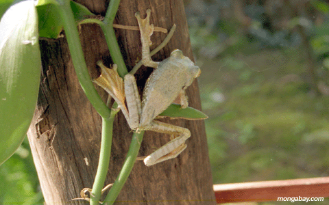 Tree Frog; Madagascar