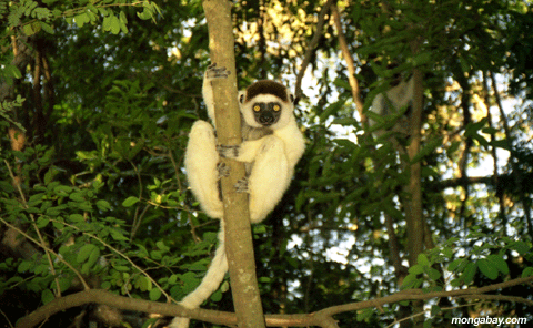 Verreaux's Sifaka; Madagascar