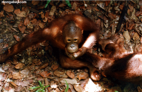 Le Born�o Orangutan