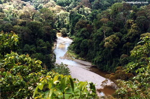 Rio da selva em Bornéu
