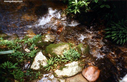 Creek De Kinabalu