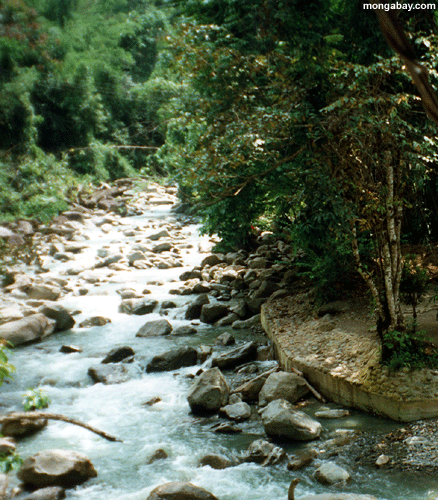 Creek De Kinabalu