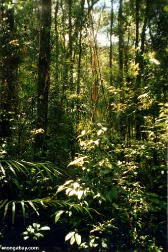 ボルネオ島のキナバルの熱帯雨林