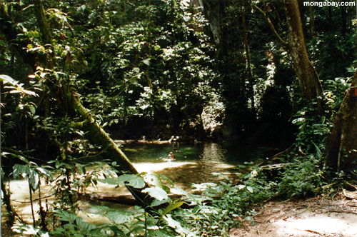 Malaysia forestpool
