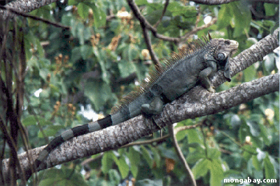 Iguana Masculin
