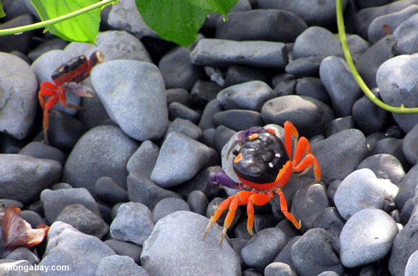 Terre-crabe D'Arc-en-ciel, Panama