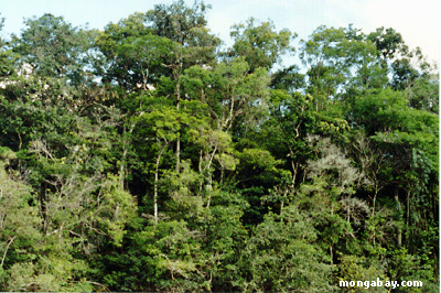 Profil Rainforest in Venezuela