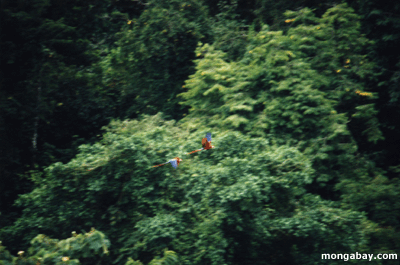 Scarlet macaws im Flug