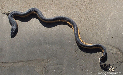 serpent Jaune-gonfl� ou p�lagique de mer (platurus de Pelamis), Costa Rica