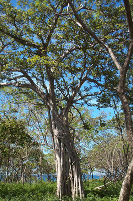 �rvore de fig de Tamarindo