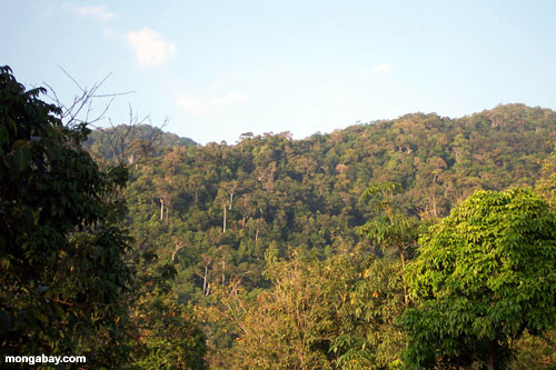 Rainforest Thai