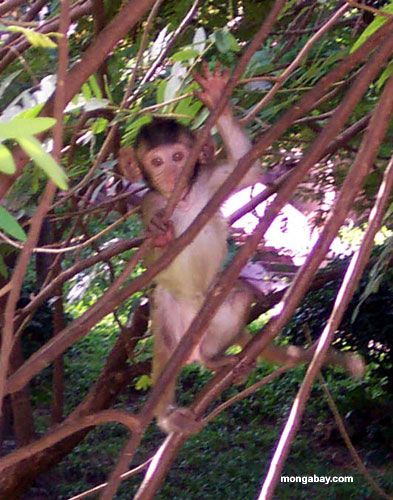 Macaque em Phnom Pehn