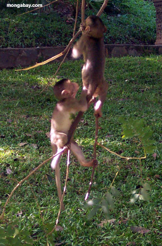 Macacos de Macaque em Phnom Pehn