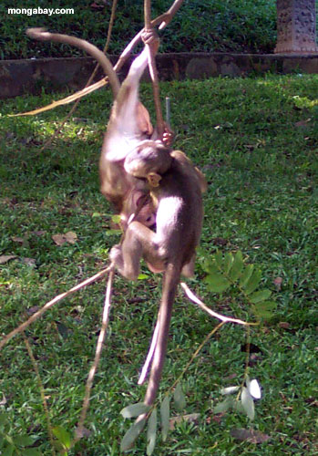 Macaques in Phnom Pehn