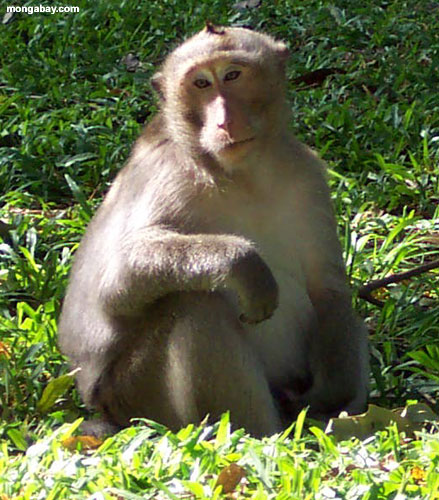 Macaco de Macaque em Phnom Pehn