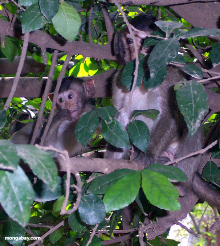 Affen Macaque in Phnom Pehn