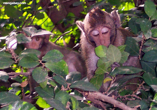 Scimmie di Macaque in Phnom Pehn