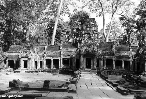 Selva preta e branca Thom Angkor Wat da foto, Cambodia