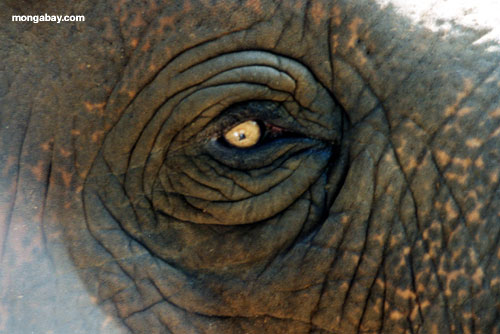 Elefant-Auge