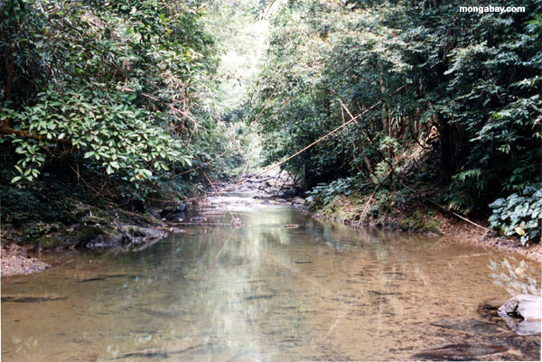 Creek Da Floresta