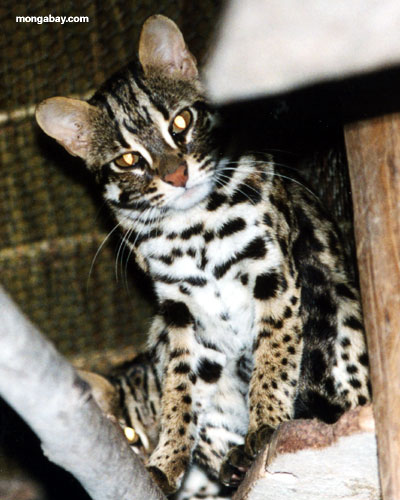Leopard-Katze