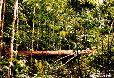 Automne d'arbre/espace l�ger dans l'Amazon br�silien