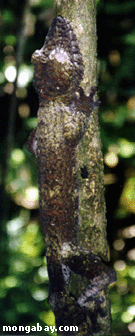 Uroplatus Gecko