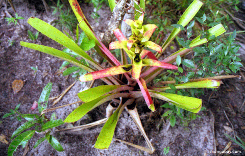 Bromeliad Getreide