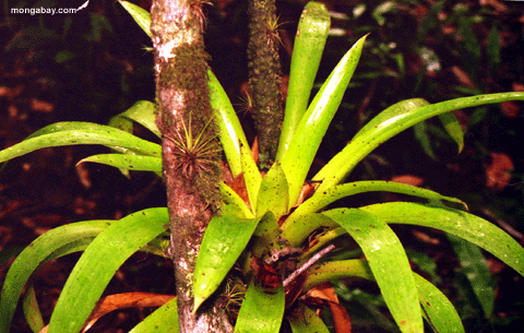 Bromeliad nahes