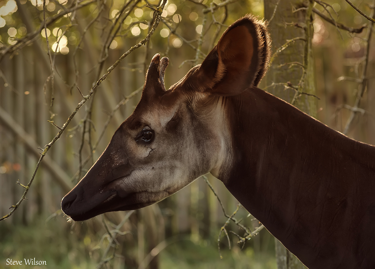 The Rare Okapi 10549264174 Mongabay Org