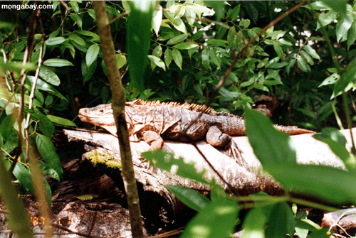 Ctenosaura similis, Costa Rica
