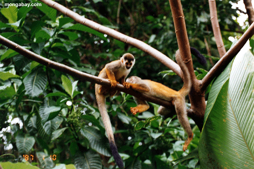 Squirrel Monkeys, Costa Rica