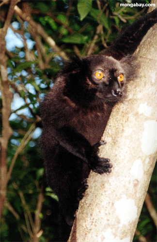 Male Black Lemur [madagascar--Male_black_lemur_tree]