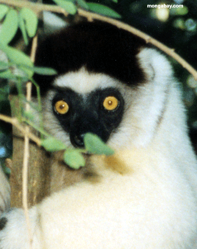 Verreaux's Sifaka; Madagascar [madagascar--Sifaka_face_closeup2]